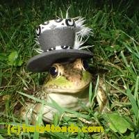 /home//u458753944/public_html/sourcegallery/////////////////////////Frogs/More bullfrogs/P6180705.JPG